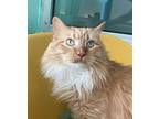 Sunny, Domestic Longhair For Adoption In Golden, Colorado