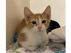 Turbo, Domestic Shorthair For Adoption In Golden, Colorado