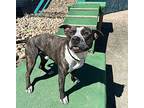Ozzy, American Pit Bull Terrier For Adoption In Golden, Colorado