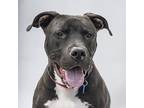Tank, American Pit Bull Terrier For Adoption In Golden, Colorado