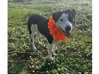 Sweetie, Terrier (unknown Type, Medium) For Adoption In Okemah, Oklahoma