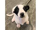 Puppies, Medium Breed!, Terrier (unknown Type, Medium) For Adoption In