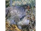 Greystoke, Chicken For Adoption In Napa, California