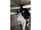 Ryn, Domestic Shorthair For Adoption In Albuquerque, New Mexico