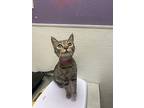 Monstera, Domestic Shorthair For Adoption In Albuquerque, New Mexico