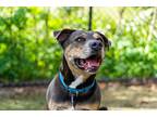 Bolt, American Pit Bull Terrier For Adoption In San Diego, California