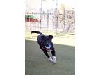 Frijole, Labrador Retriever For Adoption In Albuquerque, New Mexico