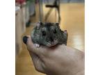 May, Hamster For Adoption In Imperial Beach, California