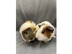 Mellow (bonded To Wisper), Guinea Pig For Adoption In Imperial Beach, California