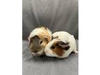 Wisper (bonded To Mellow), Guinea Pig For Adoption In Imperial Beach, California