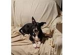 Trixie, Boston Terrier For Adoption In Pittstown, New Jersey
