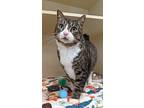 Mcgee, Domestic Shorthair For Adoption In Silverdale, Washington