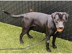 Daisy, Labrador Retriever For Adoption In Silverdale, Washington