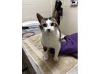 Bruce, Domestic Shorthair For Adoption In Sterling Heights, Michigan