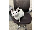Brynn, Domestic Shorthair For Adoption In Sterling Heights, Michigan