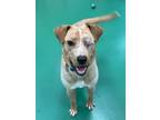 Pym, American Pit Bull Terrier For Adoption In Sterling Heights, Michigan