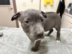 Kinglet, American Pit Bull Terrier For Adoption In Sterling Heights, Michigan