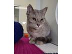 Stormy-stratford, Domestic Shorthair For Adoption In Kitchener, Ontario