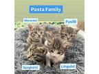 Pasta Family, Domestic Mediumhair For Adoption In Los Altos Hills, California