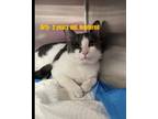 Arty, Domestic Shorthair For Adoption In Divide, Colorado