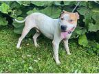 Hudson, American Staffordshire Terrier For Adoption In Chicago, Illinois