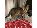 Curious George Domestic Shorthair Kitten Male