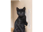 Leather, Domestic Shorthair For Adoption In Newington, Connecticut