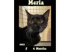 Merla Domestic Shorthair Young Female
