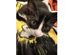 Clementine Domestic Shorthair Kitten Female