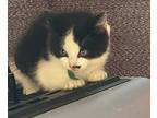 Domino, Domestic Shorthair For Adoption In Pitman, New Jersey