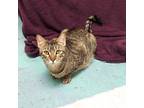 King, Domestic Shorthair For Adoption In Woodinville, Washington
