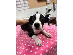 Cubby, Boston Terrier For Adoption In Fulton, Texas