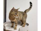 Herbie, Domestic Shorthair For Adoption In Oakville, Ontario