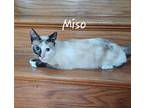 Miso #craves-attention, Siamese For Adoption In Houston, Texas