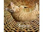 Bowie #independent-dude, Domestic Shorthair For Adoption In Houston, Texas