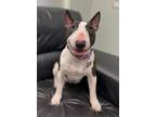 Laila, Bull Terrier For Adoption In Skokie, Illinois