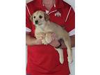 Ava, Wheaten Terrier For Adoption In New Philadelphia, Ohio