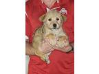 Apollo, Wheaten Terrier For Adoption In New Philadelphia, Ohio