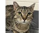 Zara, Domestic Shorthair For Adoption In Sheboygan, Wisconsin