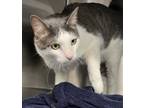 Poe, Domestic Shorthair For Adoption In Voorhees, New Jersey