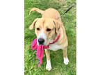 Lucy, Labrador Retriever For Adoption In Voorhees, New Jersey