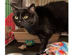 Boo, Domestic Shorthair For Adoption In Amarillo, Texas