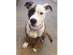Norbit G-1, American Pit Bull Terrier For Adoption In Cleveland, Ohio