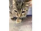 Clem, Domestic Shorthair For Adoption In Burlington, Kentucky