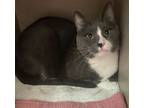 Star, Domestic Shorthair For Adoption In Washington, District Of Columbia