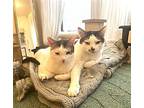 Rusty And Poe: Bonded Lap Kitties, Domestic Mediumhair For Adoption In Brooklyn