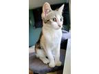 Egle (bonded With Janina), Domestic Shorthair For Adoption In Downers Grove
