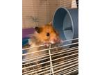 Chewy, Hamster For Adoption In Ft. Lauderdale, Florida