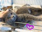 Cynder, Domestic Shorthair For Adoption In St. James, Minnesota