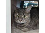Measey (purrfect Day Cafe), Domestic Shorthair For Adoption In Louisville